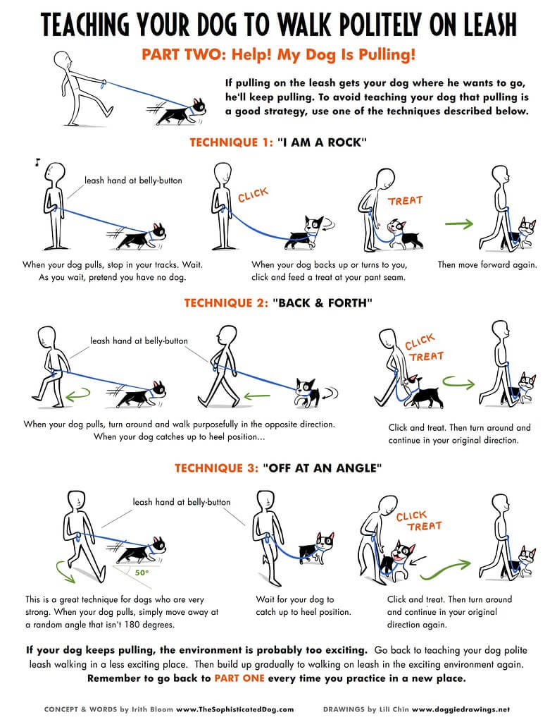 Practical Guide to How to Leash Train a Dog: Discover Effective Techniques for 2025