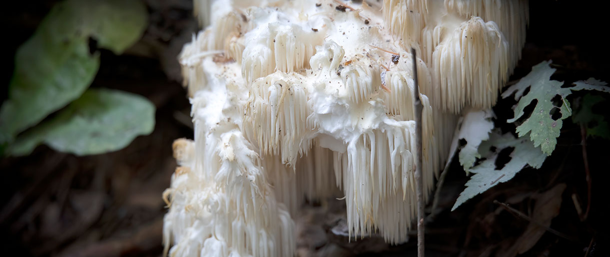 Lion's Mane Mushroom Dish