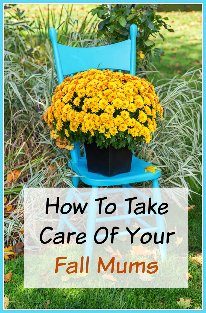 How to Properly Take Care of Mums: Essential Tips for a Beautiful Fall Floral Display in 2025